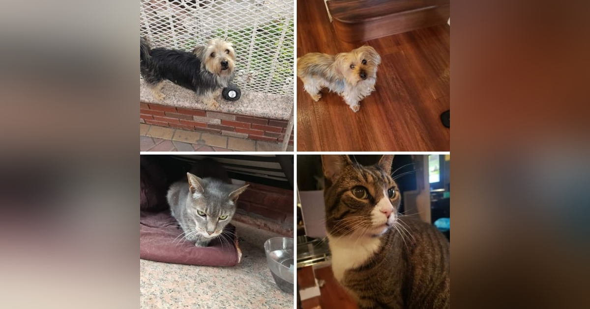 Pet Lovers (I love my boys: Mr. Jitters, Lucky, Hunter, and Streetz) Pet Lovers (I love my boys: Mr. Jitters, Lucky, Hunter, and Streetz)