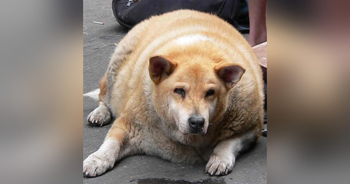 America's Pet Obesity Problem - Dogs Going Postal America's Pet Obesity Problem - Dogs Going Postal