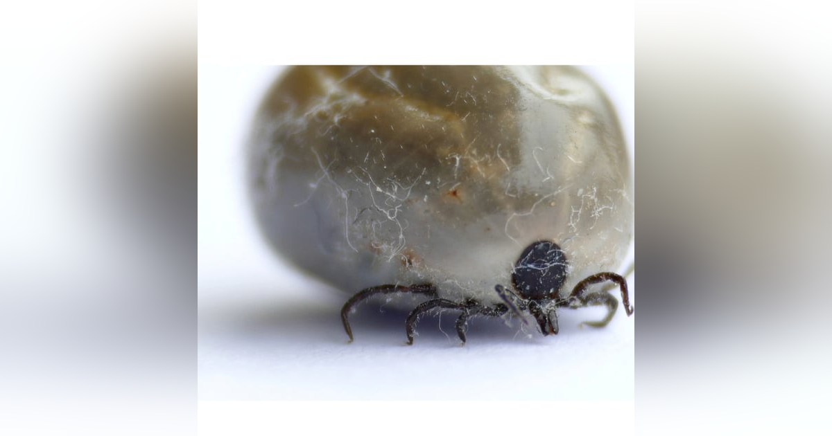 #81: Tick paralysis update 2022: How to manage the antiserum shortage, and what’s new in case management. With the Tick Paralysis Advisory Panel. #81: Tick paralysis update 2022: How to manage the antiserum shortage, and what’s new in case management. With the Tick Paralysis Advisory Panel.