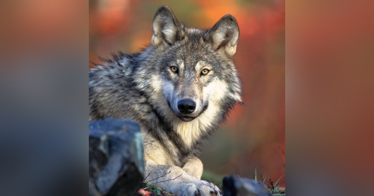 Gray Wolves: Predator or Victim ? Gray Wolves: Predator or Victim ?
