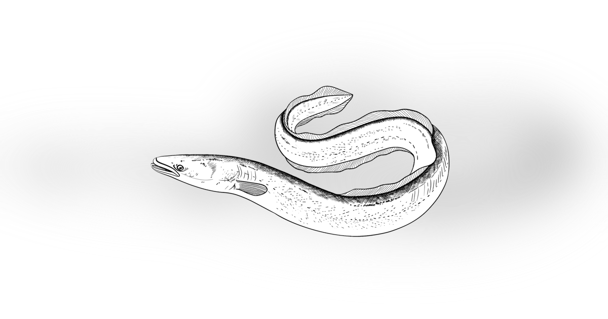 The European Eel The European Eel