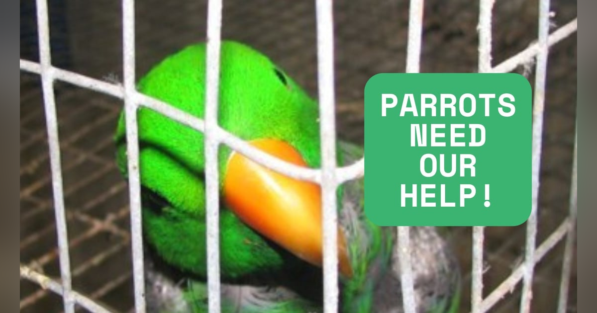 UnchainedTV: Parrots in Crisis! They are NOT Pets! UnchainedTV: Parrots in Crisis! They are NOT Pets!