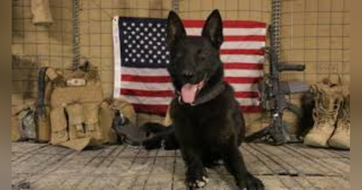 #JE SUIS CHIEN: OUR CANINE HEROES #JE SUIS CHIEN: OUR CANINE HEROES