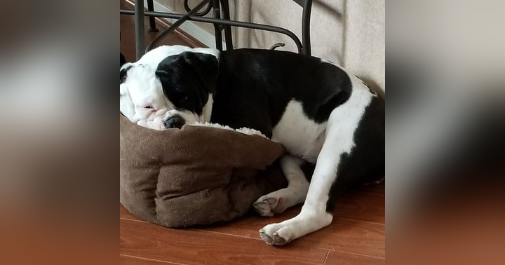 image for Easing Separation Anxiety: Preparing Your Pet for Your Absence