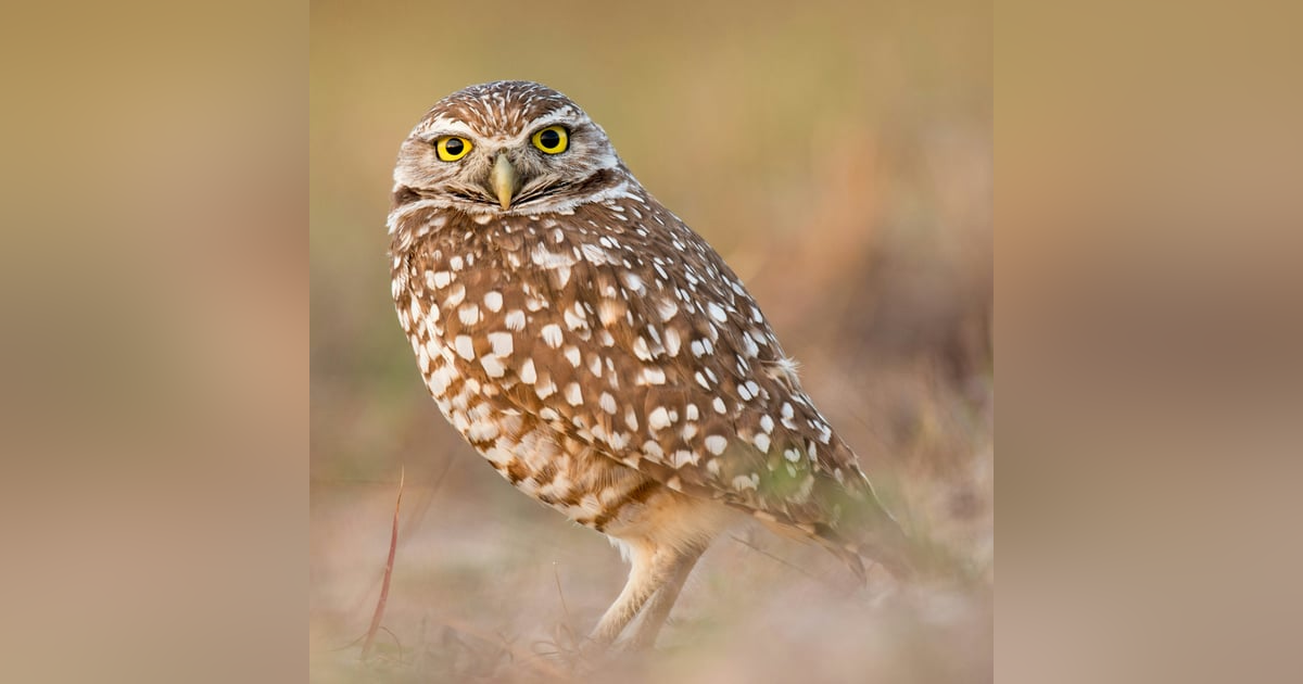 Burrowing Owls with Phil Unitt Burrowing Owls with Phil Unitt