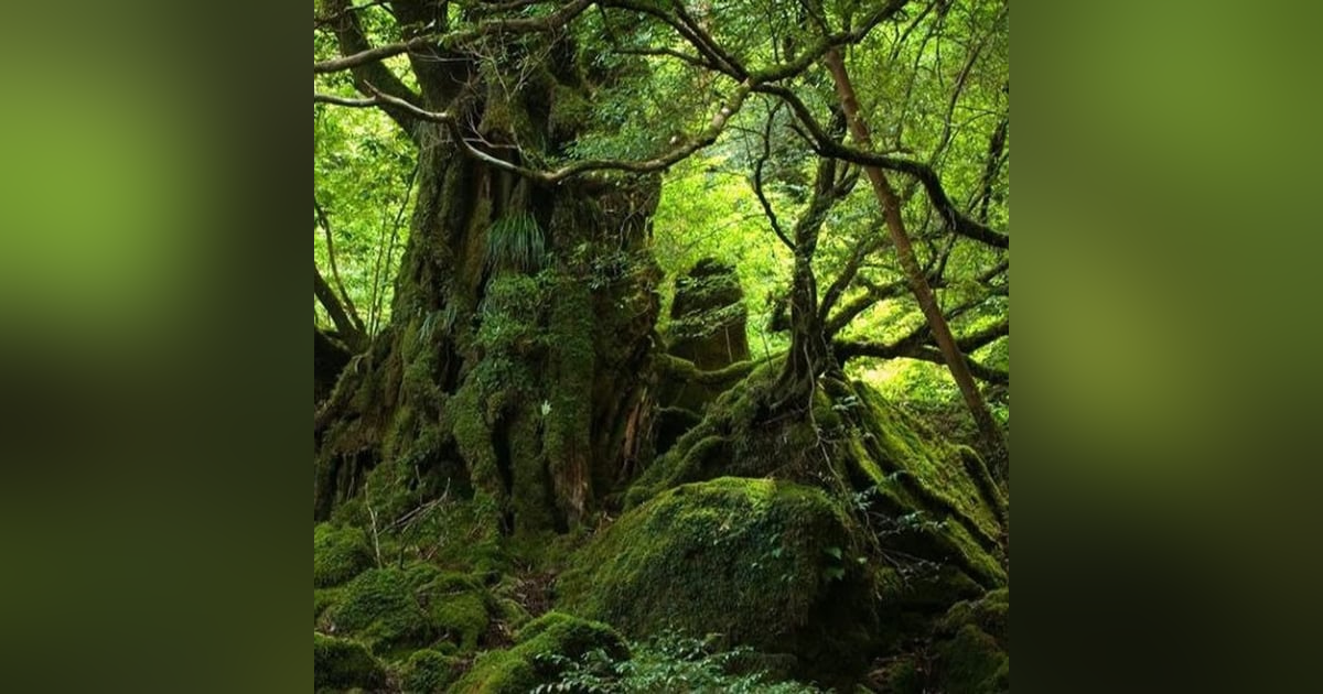 Historias de Miedo Enero 11 de 2022 UN DUENDE EN PERÚ Y SUEÑOS PREMONITORIOS Historias de Miedo Enero 11 de 2022 UN DUENDE EN PERÚ Y SUEÑOS PREMONITORIOS