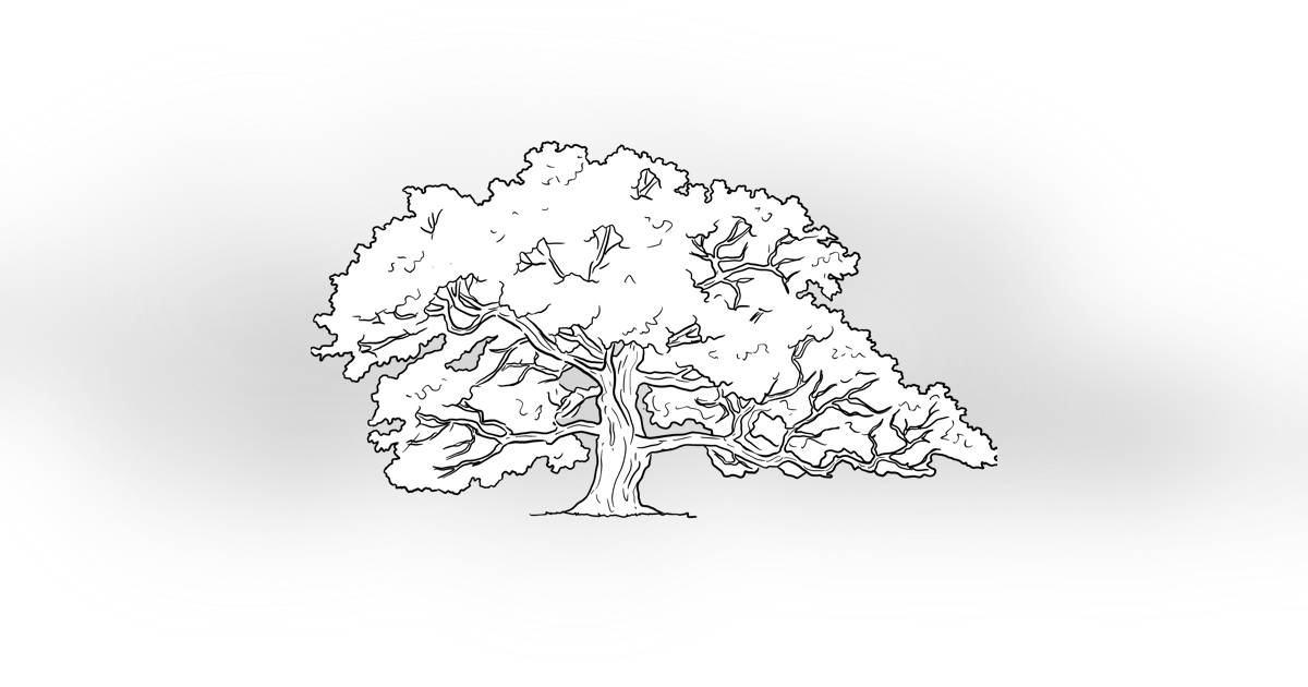 The Oak Tree The Oak Tree