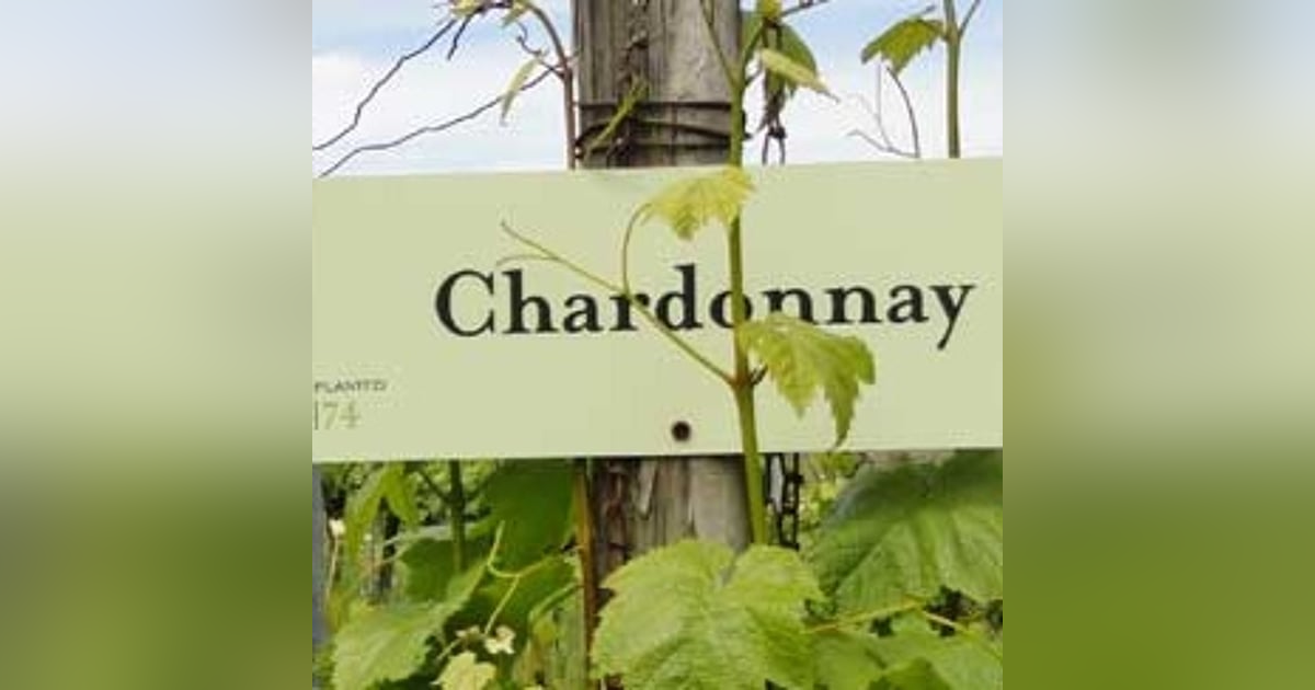 Episode 7-Chardonnay, Tasting Trends, How To Pick Cheap Wine Episode 7-Chardonnay, Tasting Trends, How To Pick Cheap Wine