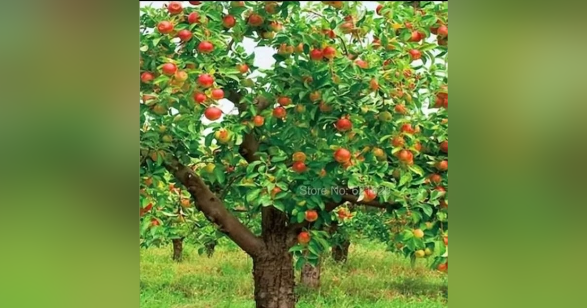Seeds Of Bad Fruit: Lasciviousness Seeds Of Bad Fruit: Lasciviousness