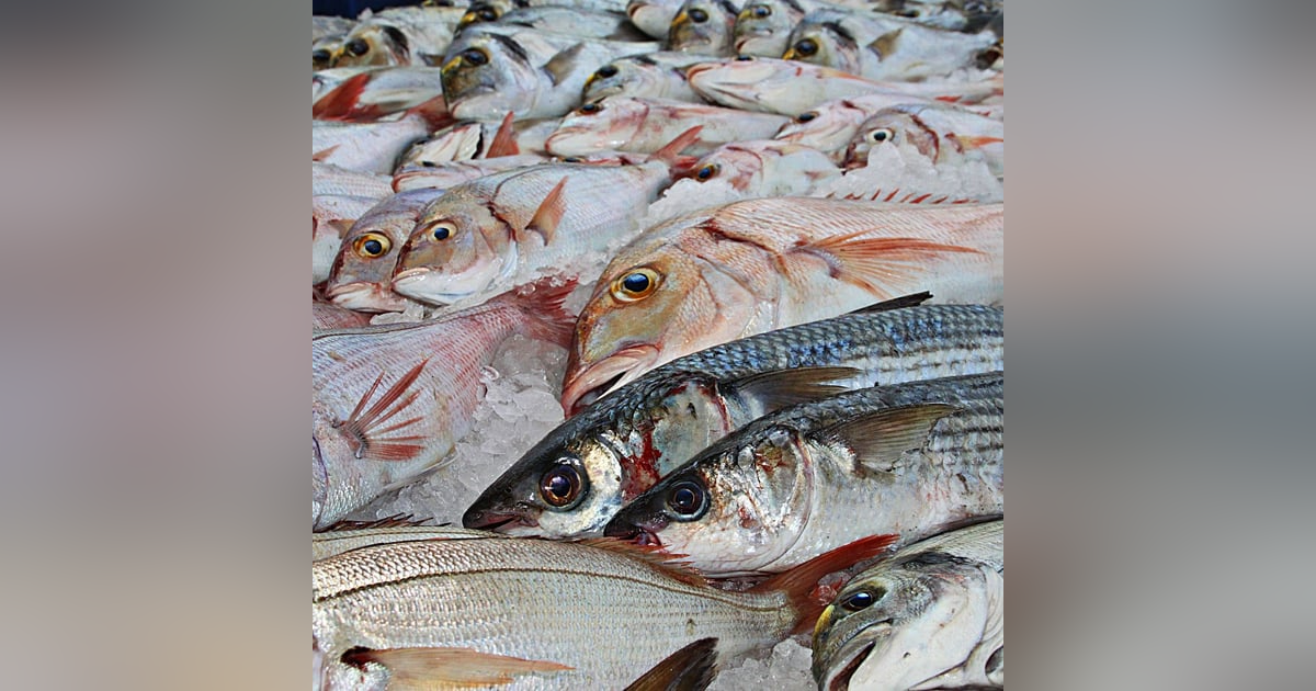 Recetuits: Pescaderías coruñesas, el Capitán Agallas y todo lo que hay que saber sobre el pescado Recetuits: Pescaderías coruñesas, el Capitán Agallas y todo lo que hay que saber sobre el pescado