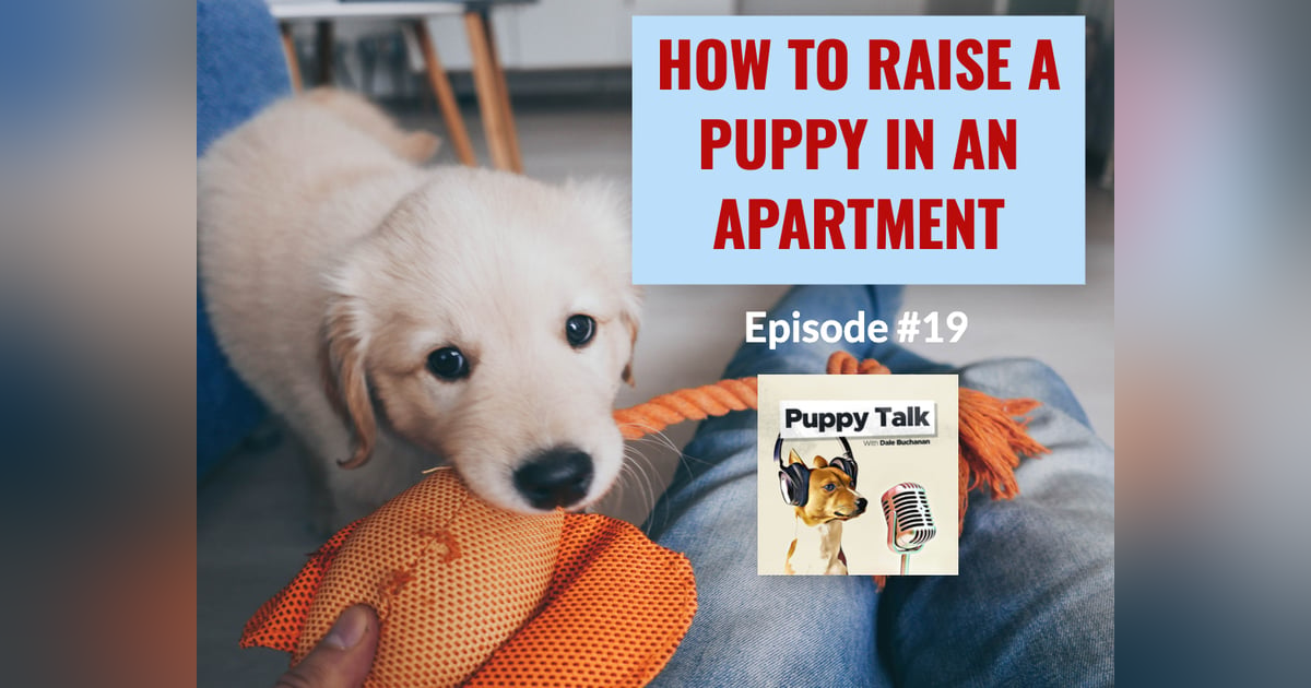 How to Raise a Puppy in an Apartment How to Raise a Puppy in an Apartment