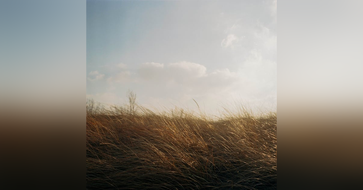 Nature's Lullaby: Relaxing White Noise of Wind Through Trees Nature's Lullaby: Relaxing White Noise of Wind Through Trees