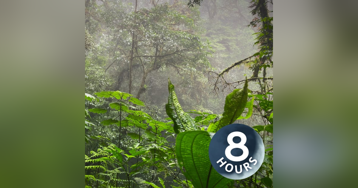 Tropical Rainstorm Sounds in Rainforest | 8 Hour Rain White Noise (No Thunder) Tropical Rainstorm Sounds in Rainforest | 8 Hour Rain White Noise (No Thunder)