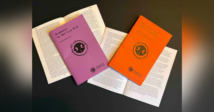 image for Five AKC Scent Work Rules That Can Help You Get the Q