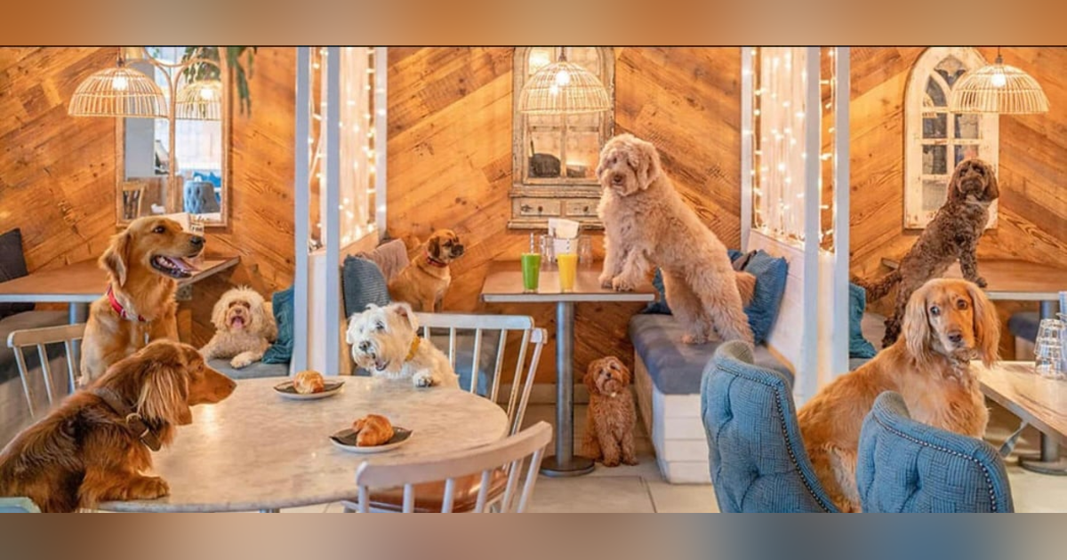 Oh, What a Week—Lincoln Park’s Going To The Dogs Oh, What a Week—Lincoln Park’s Going To The Dogs