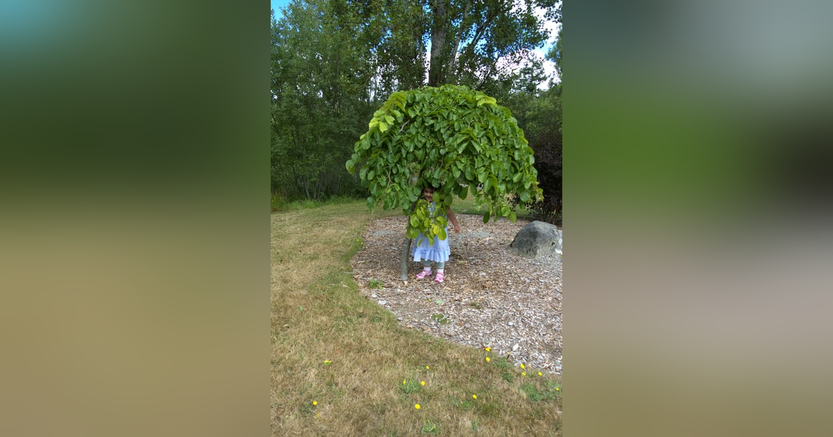 The Bonsai Tree - On Nature and How We Grow The Bonsai Tree - On Nature and How We Grow