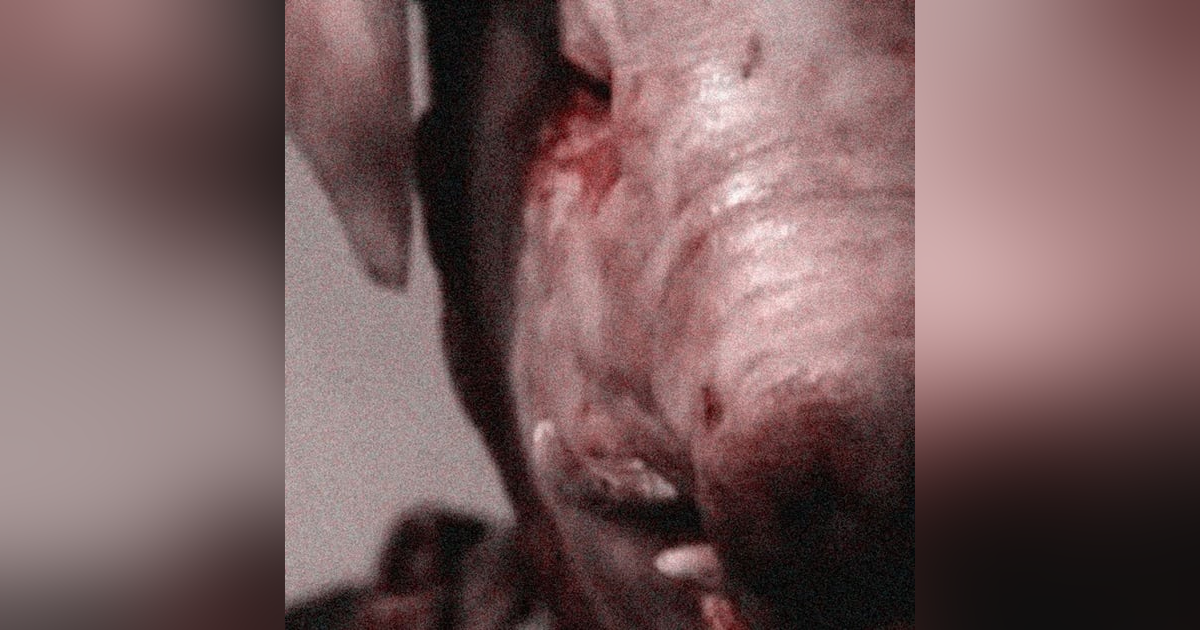 El Cerdo Gigante Historias De Terror - REDE El Cerdo Gigante Historias De Terror - REDE