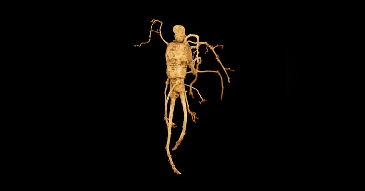 image for Adaptogens for Energy & Endurance