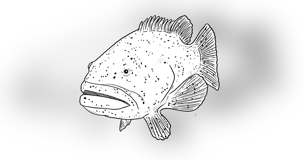 The Goliath Grouper The Goliath Grouper