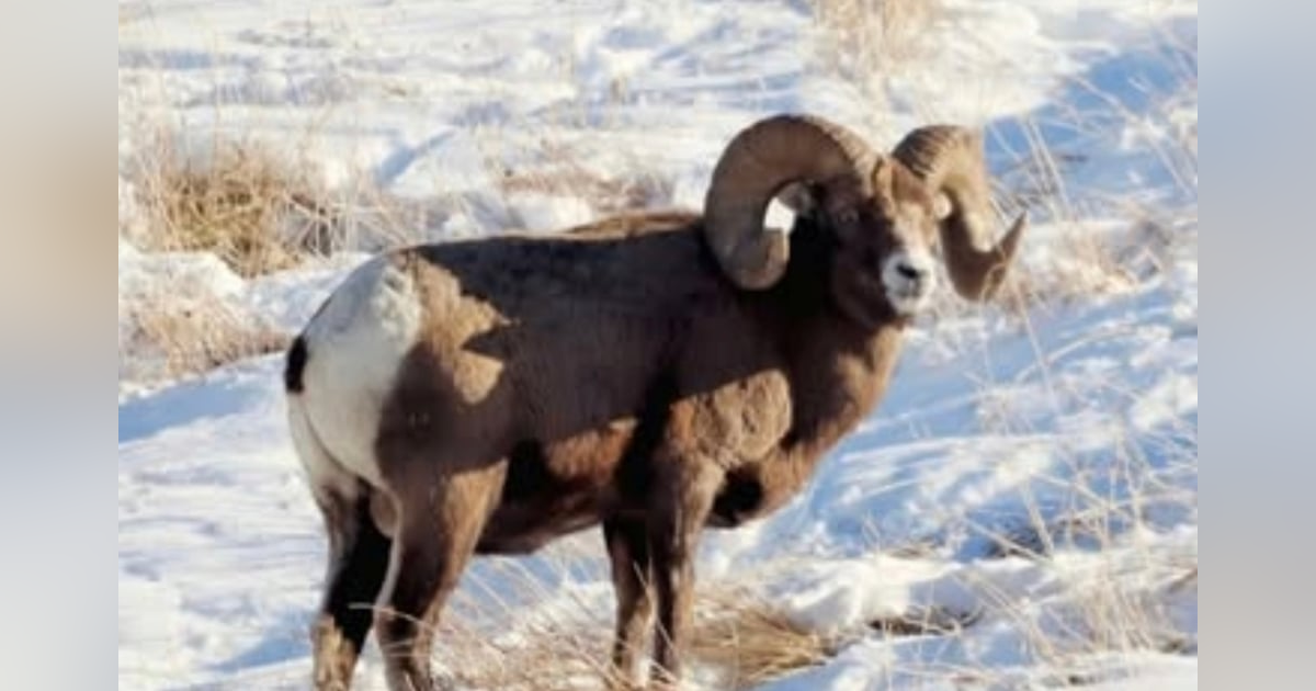 Ep 84- BIGHORN SHEEP of the Northern Rockies (Feat. Paul Chambers) Ep 84- BIGHORN SHEEP of the Northern Rockies (Feat. Paul Chambers)