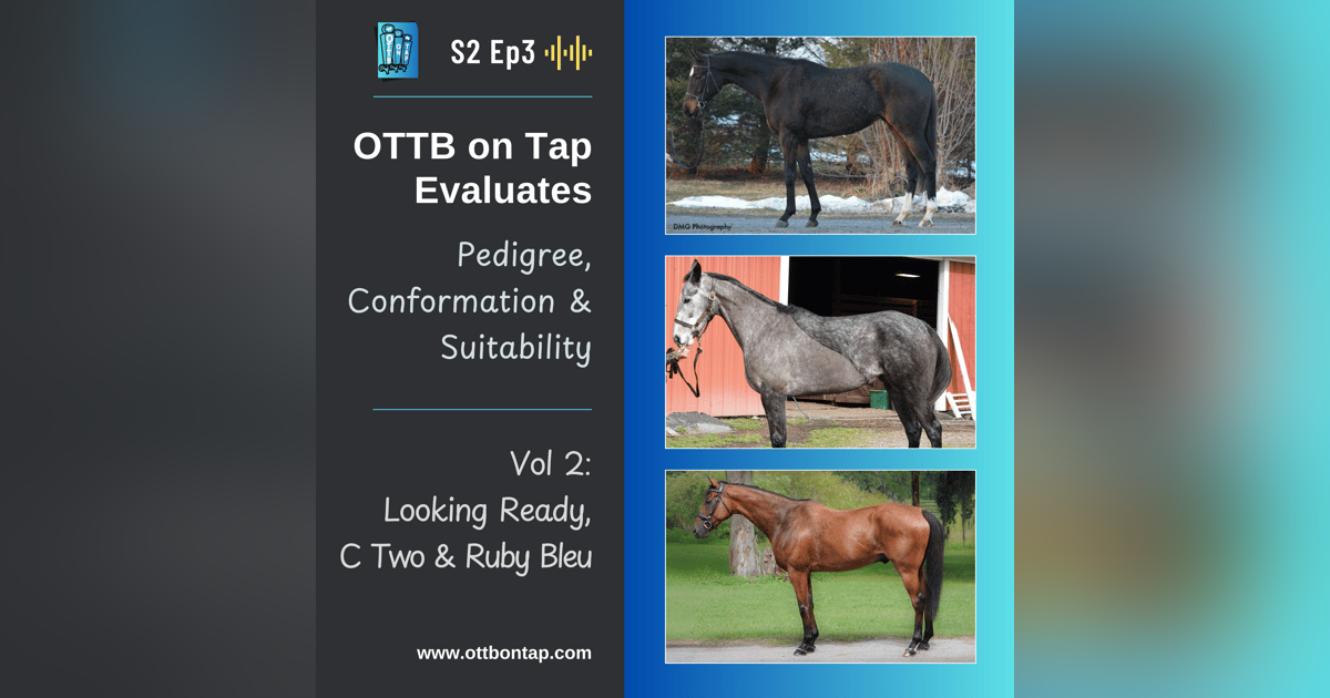 S2 E3: OTTB on Tap Evaluates Vol 2! Pedigree, Conformation, Suitability: Looking Ready, C Two & Ruby Bleu S2 E3: OTTB on Tap Evaluates Vol 2! Pedigree, Conformation, Suitability: Looking Ready, C Two & Ruby Bleu