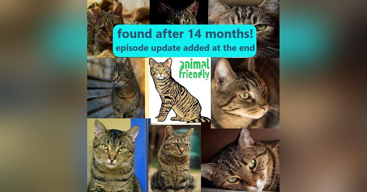 15. Looking for a Lost Cat 15. Looking for a Lost Cat