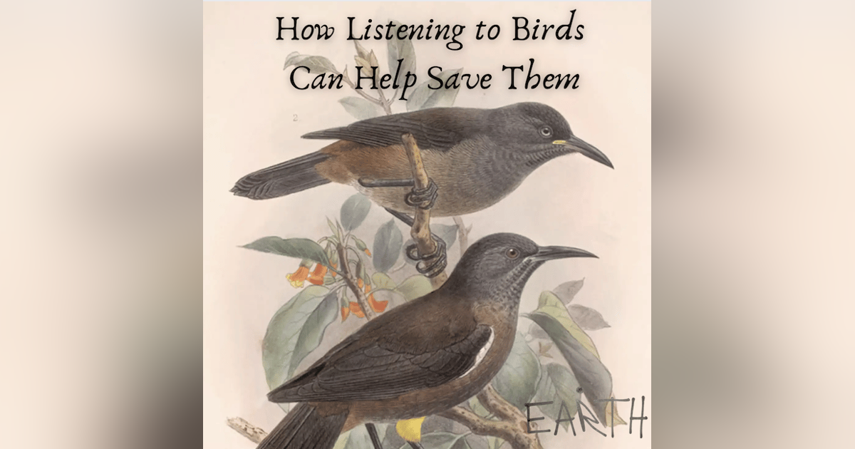 How Listening to Birds Can Help Save Them How Listening to Birds Can Help Save Them