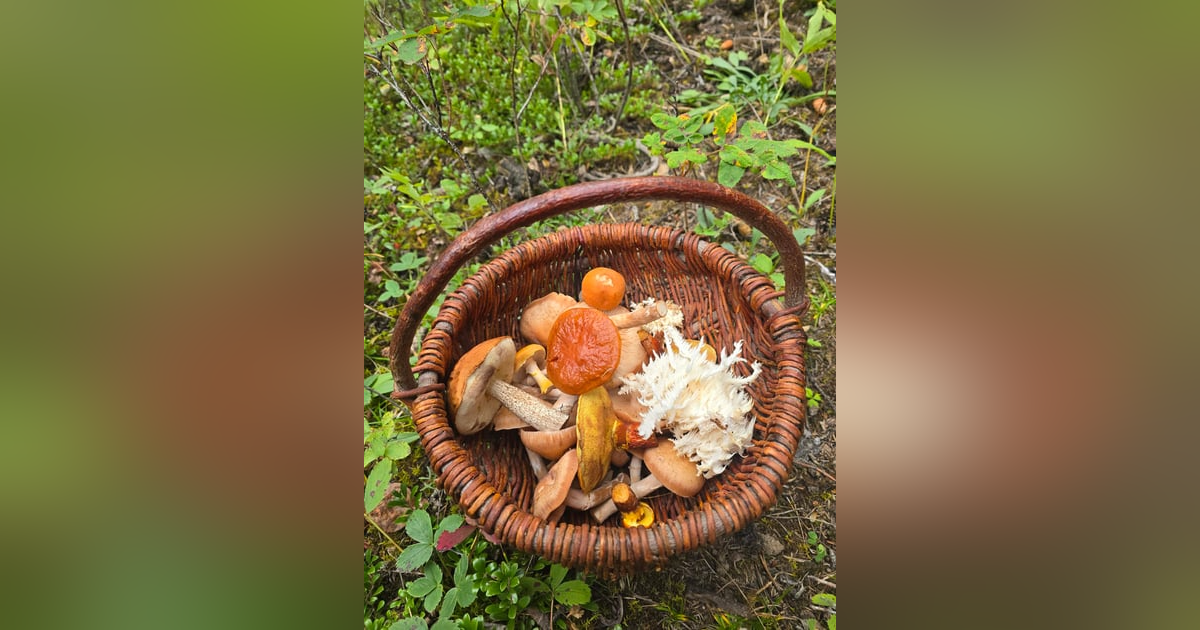 Ep 75- Hunting Mushrooms Ep 75- Hunting Mushrooms