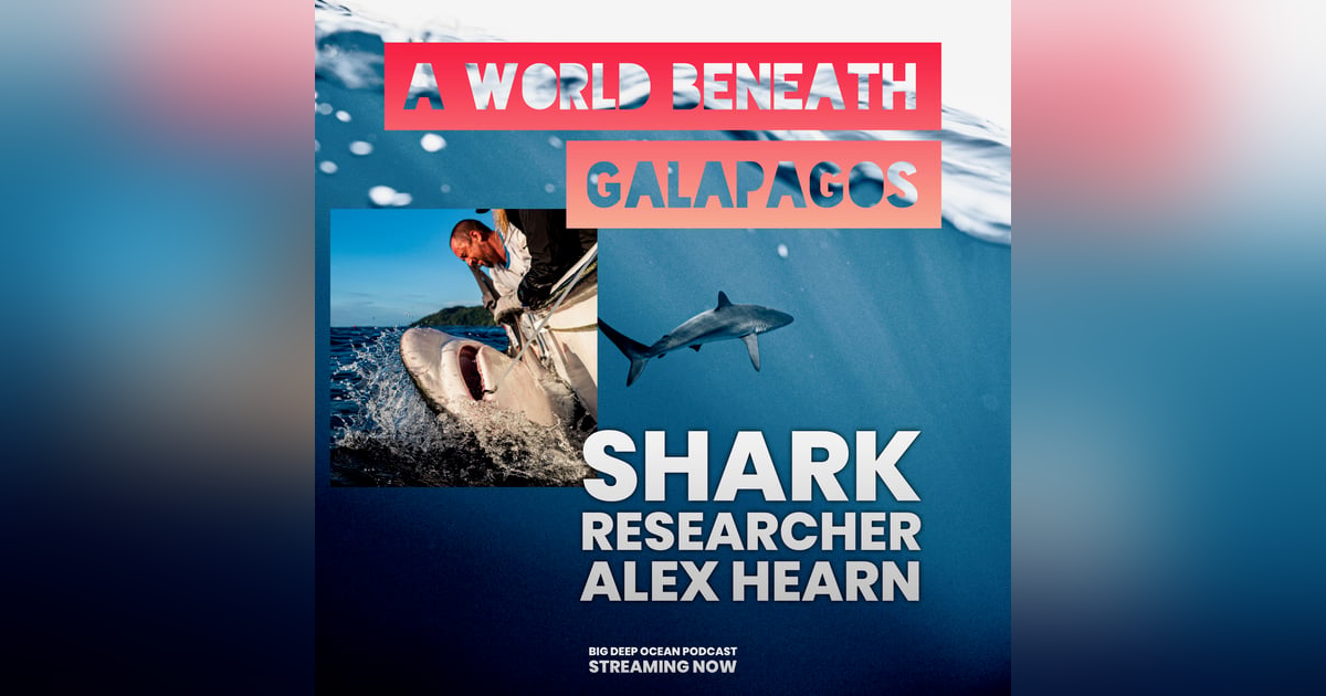 A World Beneath Galapagos: Dr Alex Hearn on Hammerhead Sharks, Where Meaning Lies in the Sea, and a Hidden Underwater Swimway Through the Pacific A World Beneath Galapagos: Dr Alex Hearn on Hammerhead Sharks, Where Meaning Lies in the Sea, and a Hidden Underwater Swimway Through the Pacific