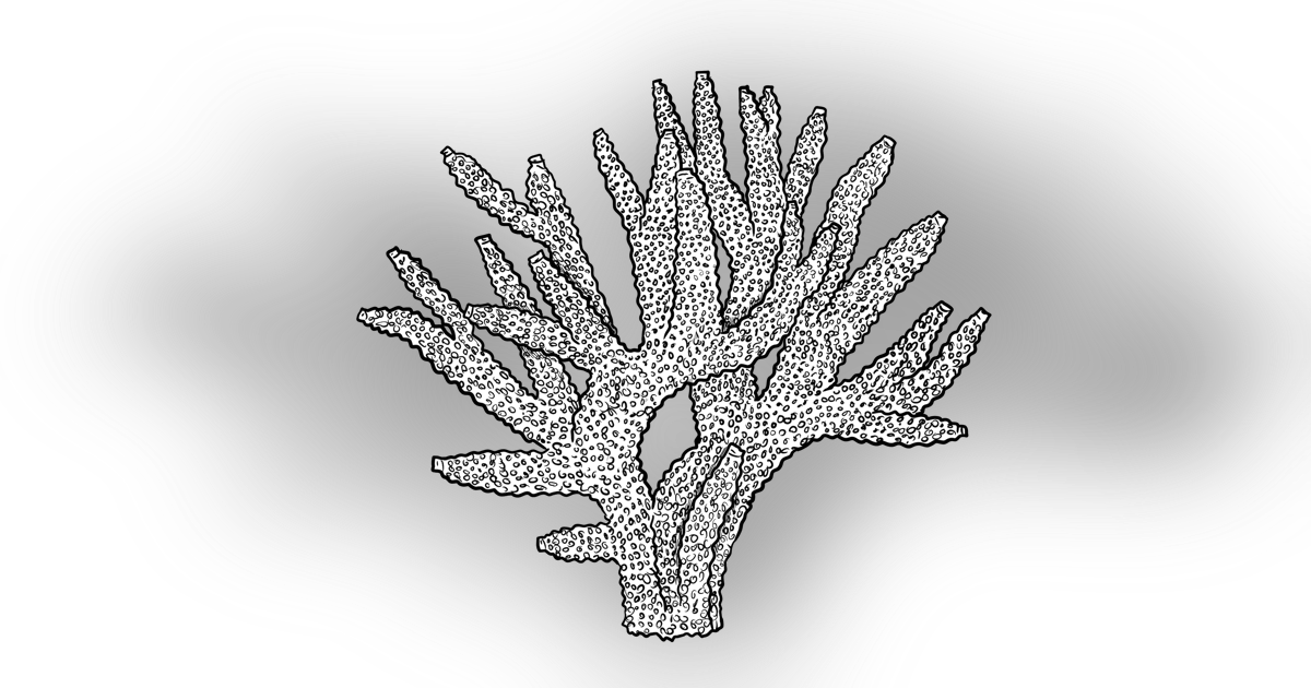 The Staghorn Coral The Staghorn Coral