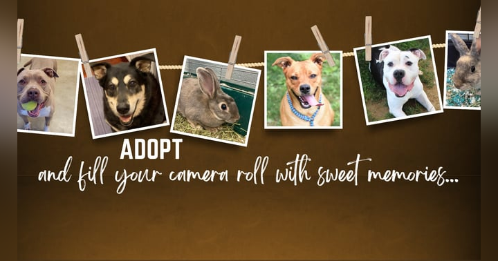 image for Busting Myths About the Humane Society: What You Need to Know