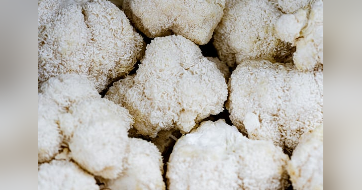 image for Lion's Mane: A Mushroom for Your Mind