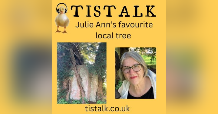 image for Meet Tisbury's Ancient Yew Tree