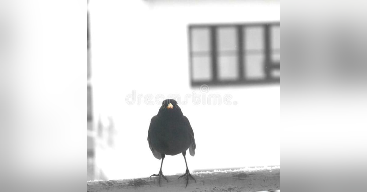 The Birdman of Clapham North The Birdman of Clapham North