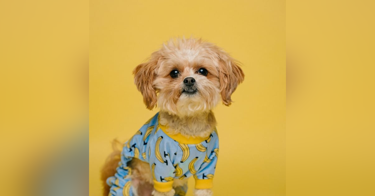 주목받는 반려동물 시장, 경쟁력 관건은… 주목받는 반려동물 시장, 경쟁력 관건은…