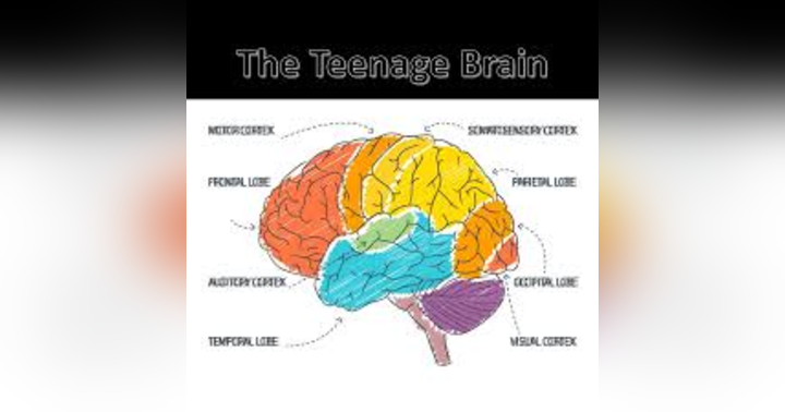 image for Puberty, The Brain and Mental Health