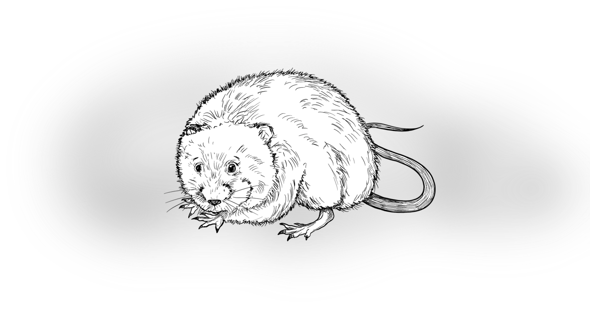 The Water Vole The Water Vole