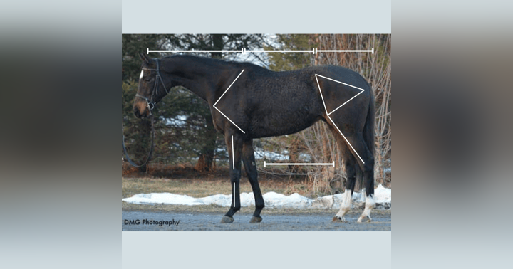 image for Follow Up! OTTB on Tap Evaluates Vol 2: Were our assessments correct? The Owners Weigh In!