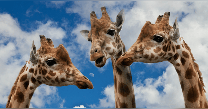 image for Create Your Personal Mentor Program (You don't need a company-sponsored initiative!)