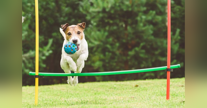 image for Why Your Puppy Needs Mental stimulation