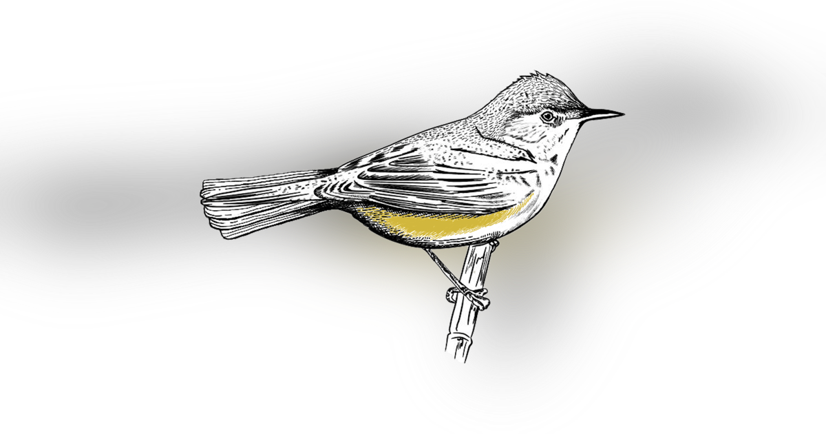 The Reed Warbler The Reed Warbler