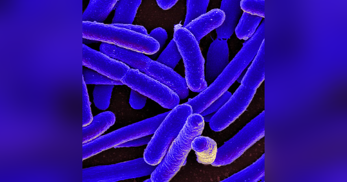 S5 E5: Normal Flora? The Story of E. coli S5 E5: Normal Flora? The Story of E. coli