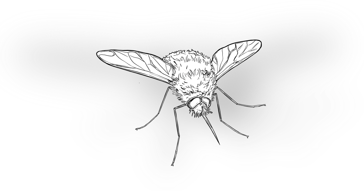 The Bee-fly The Bee-fly