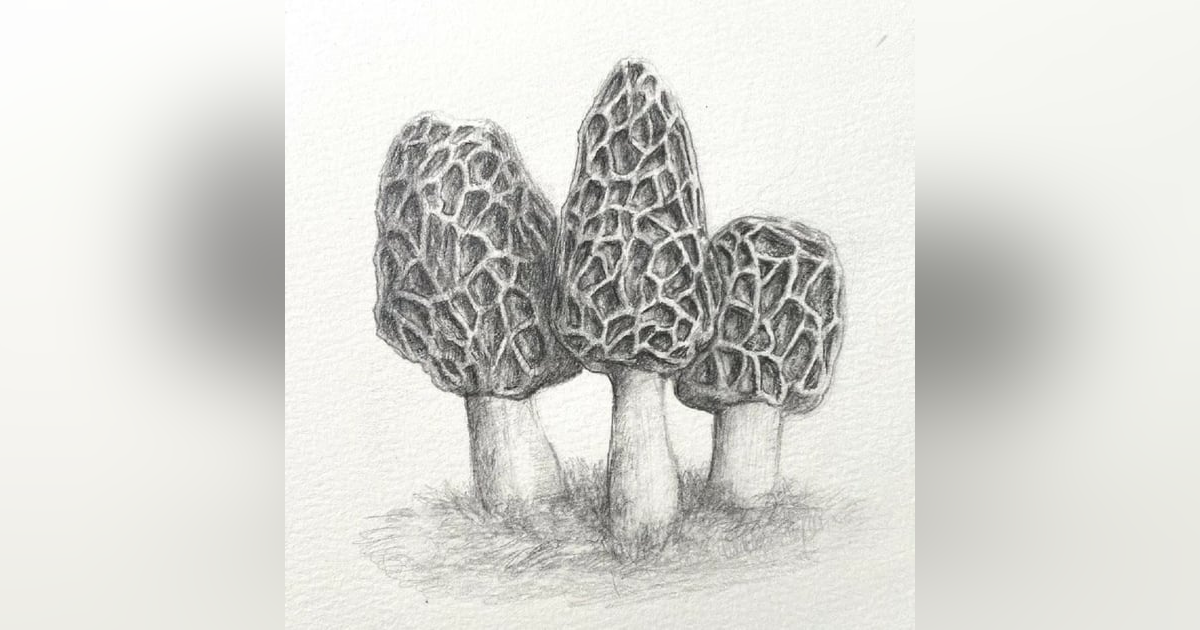 Morels Morels