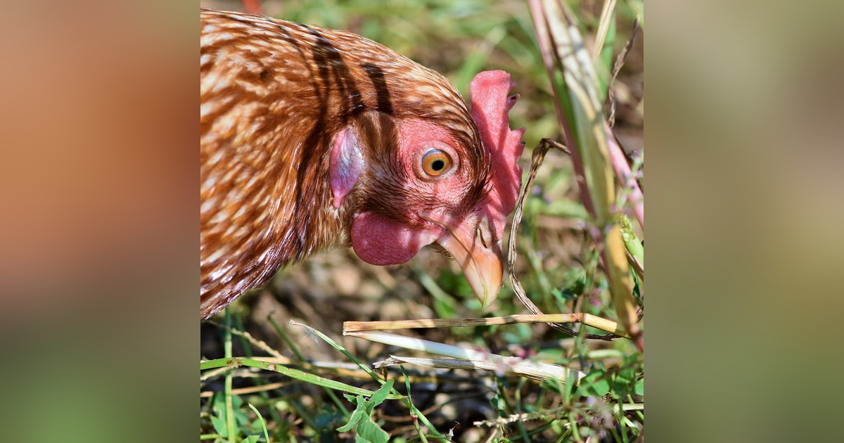 Por que países suspenderam a importação de frango e ovos brasileiros próprios ao consumo? Por que países suspenderam a importação de frango e ovos brasileiros próprios ao consumo?