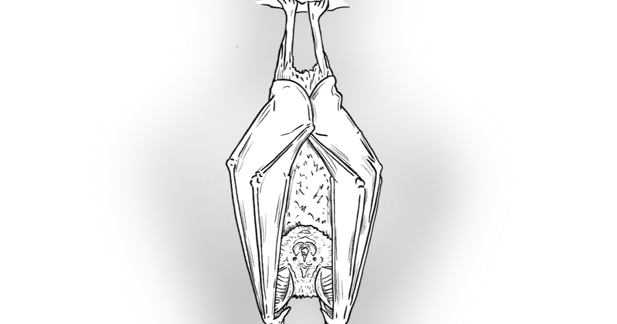 The Greater Horseshoe Bat The Greater Horseshoe Bat