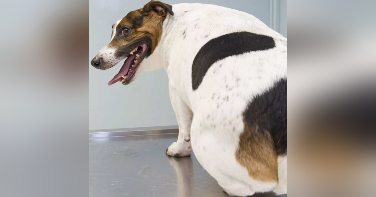 1326. If Your Dog Is Fat - You Might Be Too. 1326. If Your Dog Is Fat - You Might Be Too.