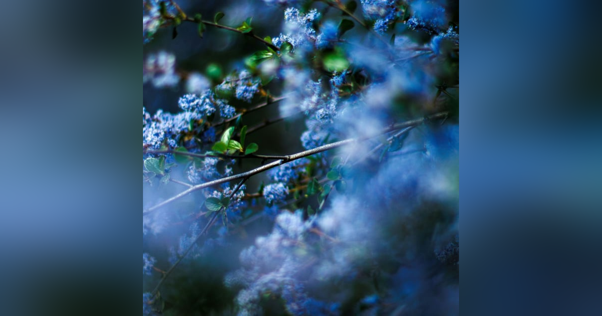 Keystone Plants with Doug Tallamy Keystone Plants with Doug Tallamy