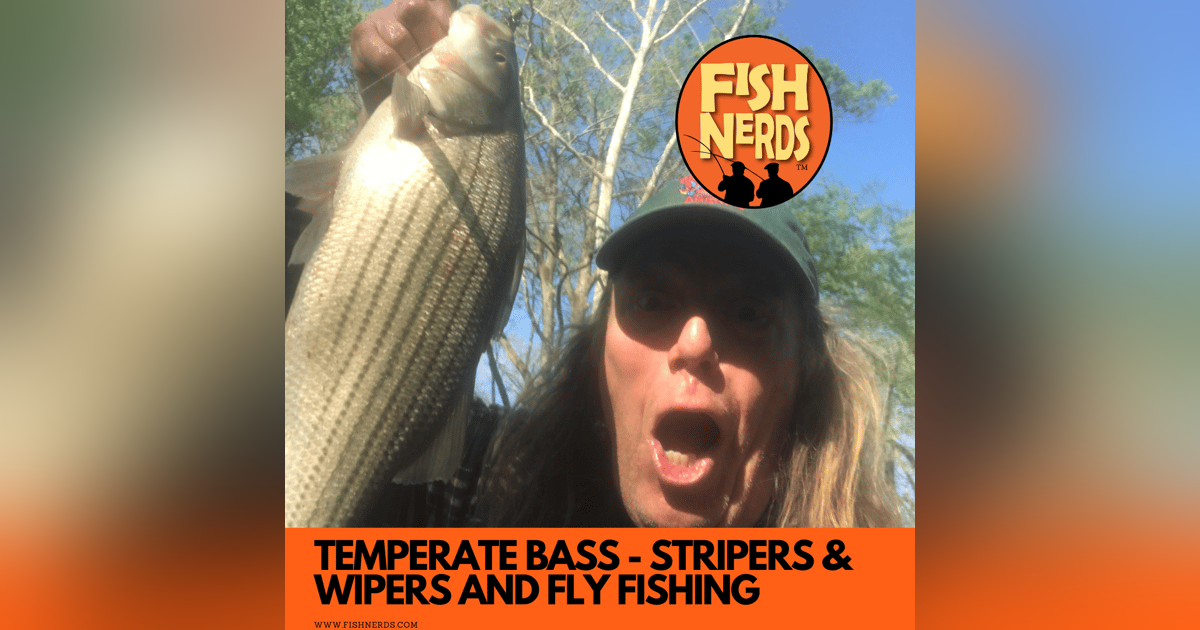 Temperate basses - STRIPERS - WIPERS AND HOW TO FLY FISH FOR THEM EP 113 Temperate basses - STRIPERS - WIPERS AND HOW TO FLY FISH FOR THEM EP 113