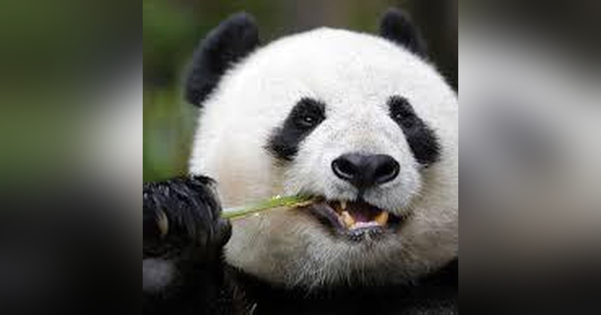 33: Party In China Episode 33 33: Party In China Episode 33